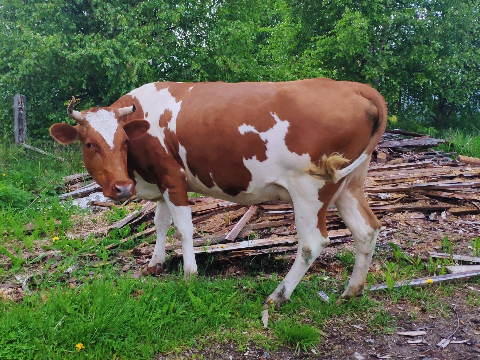 В России планируют создать стада коров с гипоаллергенным молоком