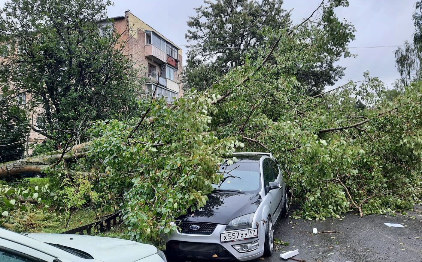Дерево раздавило несколько автомобилей в Петрозаводске