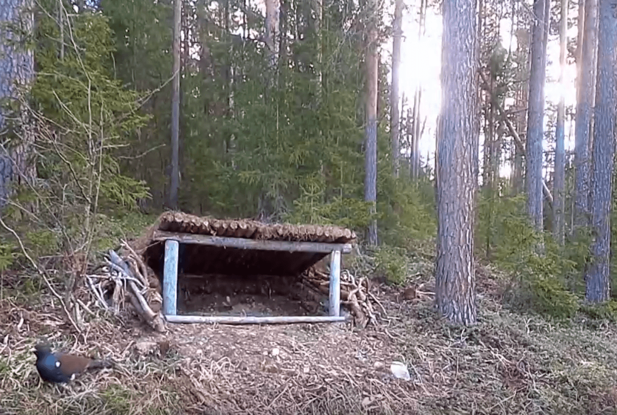 Галечники и порхалища помогают увеличивать численность глухарей в Киваче