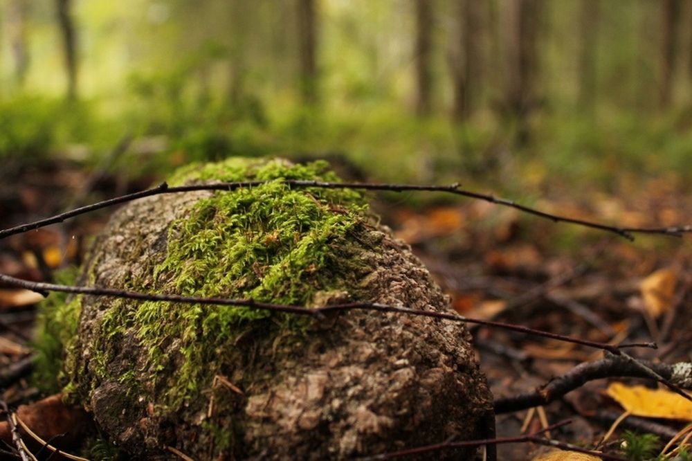 В Карелии стартовала экологическая акция «Российские дни леса»
