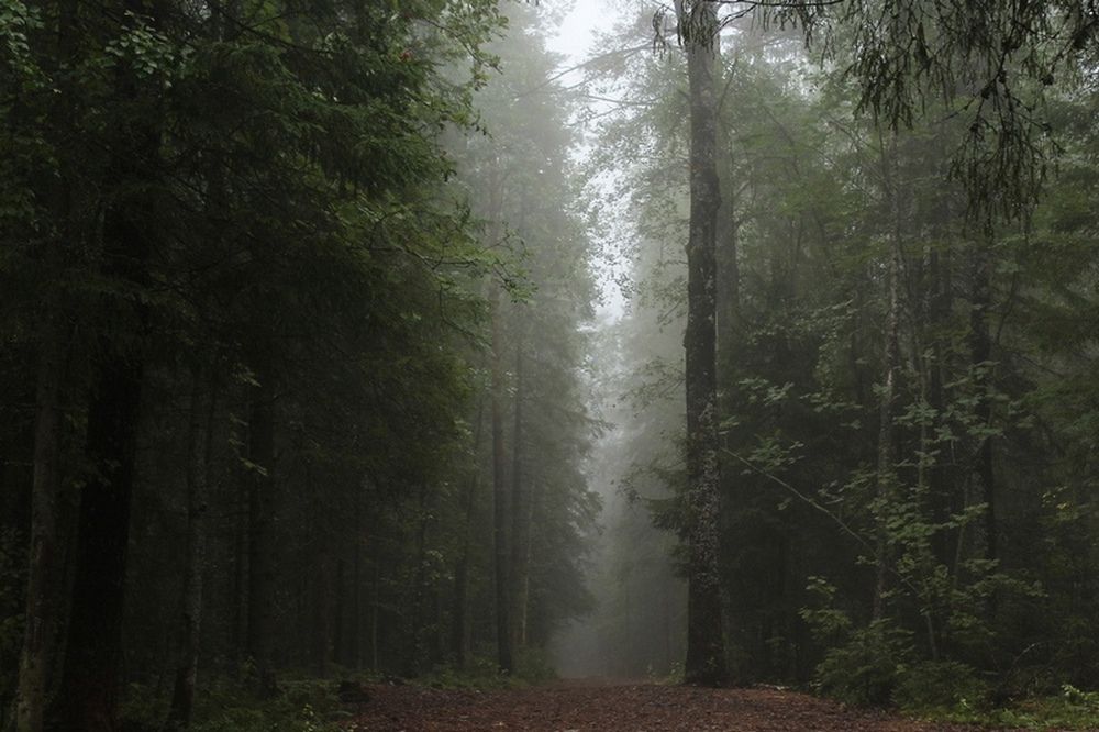 В Сегеже в лесу нашли тела двоих мужчин с признаками насильственной смерти