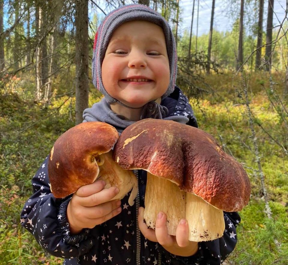 Жители Карелии все-таки находят белые грибы, несмотря на неурожай