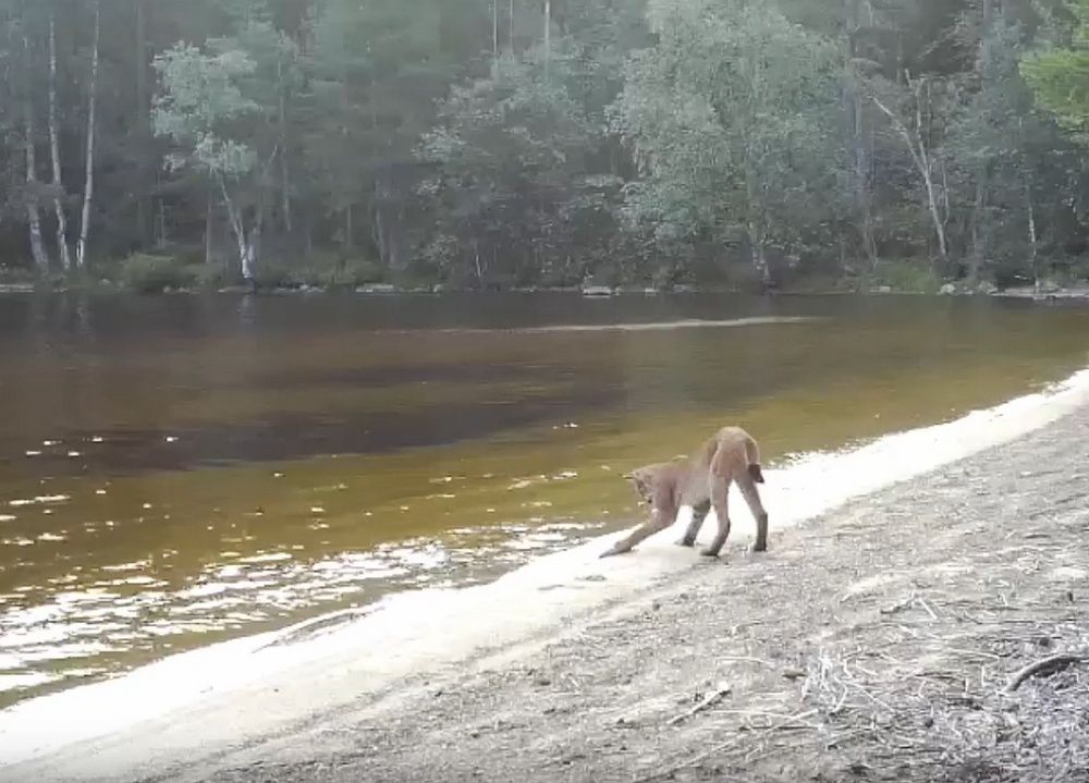 Фотоловушка в карельском заповеднике сняла, как молодая рысь играет с клубком водорослей