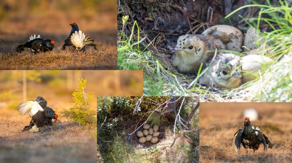 В Карелии выпустили брошюру о фотоохоте