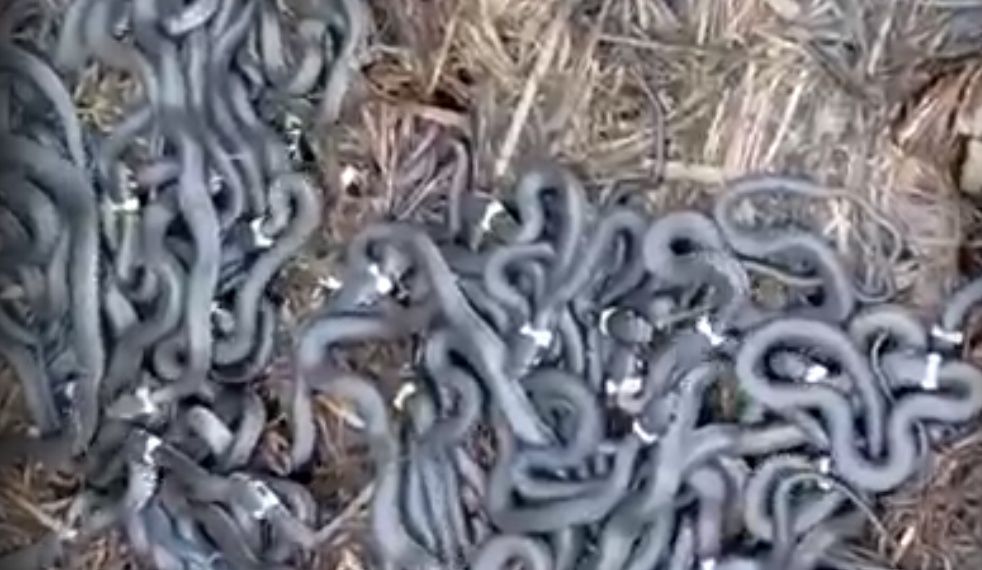 Десятки змей поселились на огороде жителей Лахденпохьи