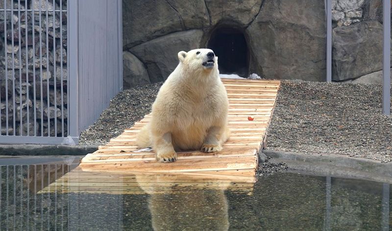 Спасенный в Красноярском крае медведь впервые искупался