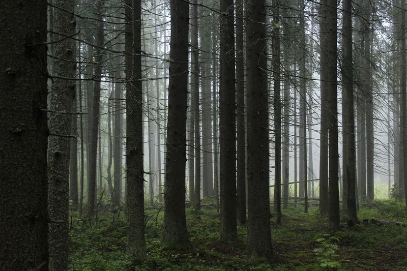 В Карелии раскрыли жестокое убийство, совершенное 14 лет назад