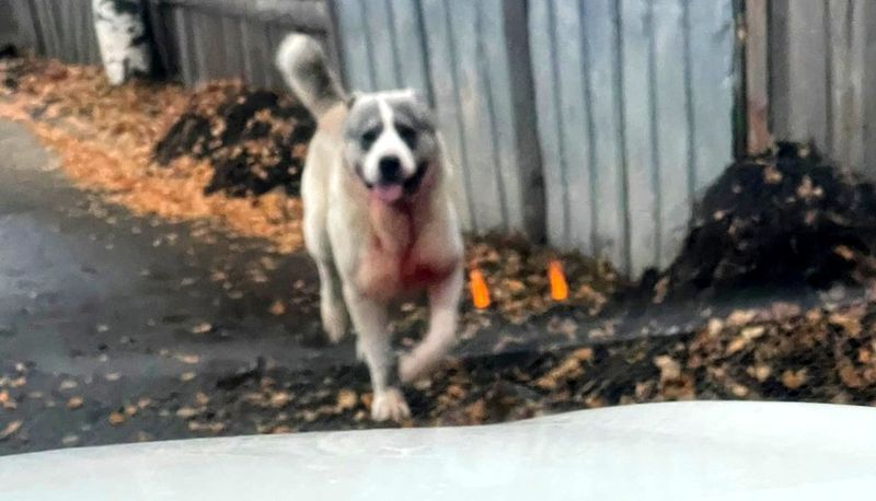 Умерла собака, которую покусали сбежавшие в Новой Вилге алабаи