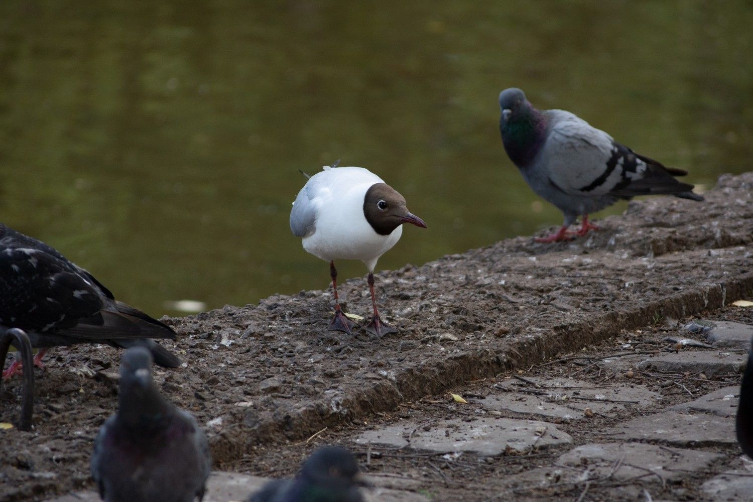 Суббота в Карелии будет дождливой, но теплой. Прогноз погоды на 15 октября Суббота в Карелии будет дождливой, но теплой. Прогноз погоды на 15 октября