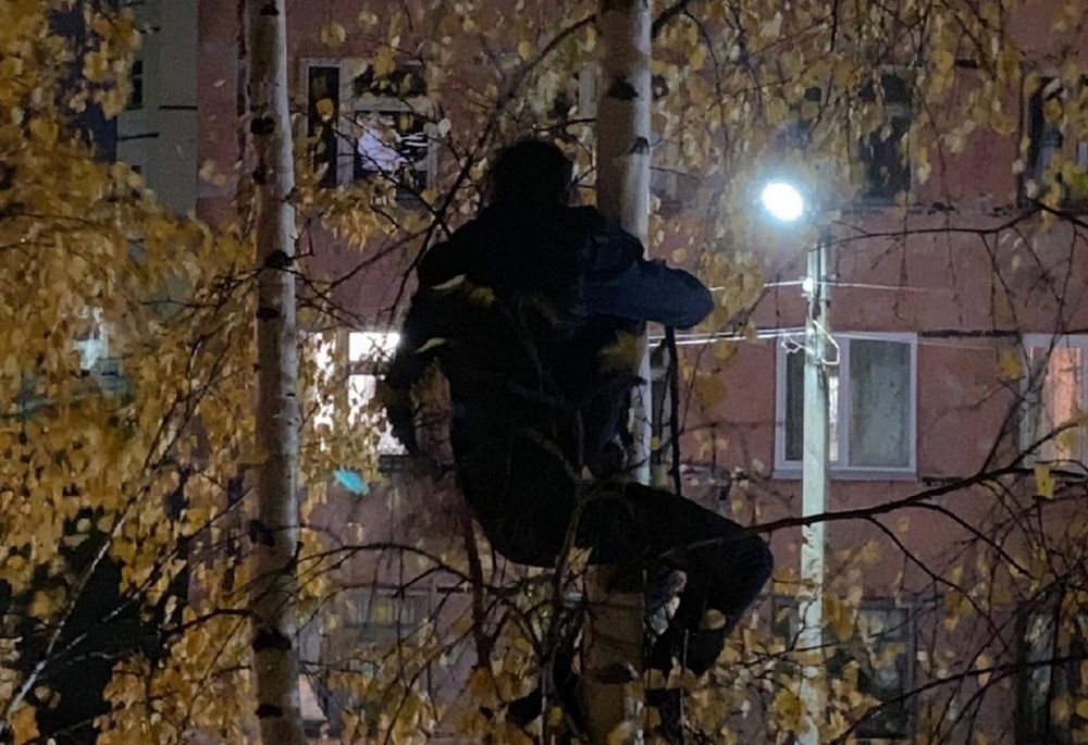 В Петрозаводске мужчина полтора часа просидел на дереве высотой с пятиэтажный дом