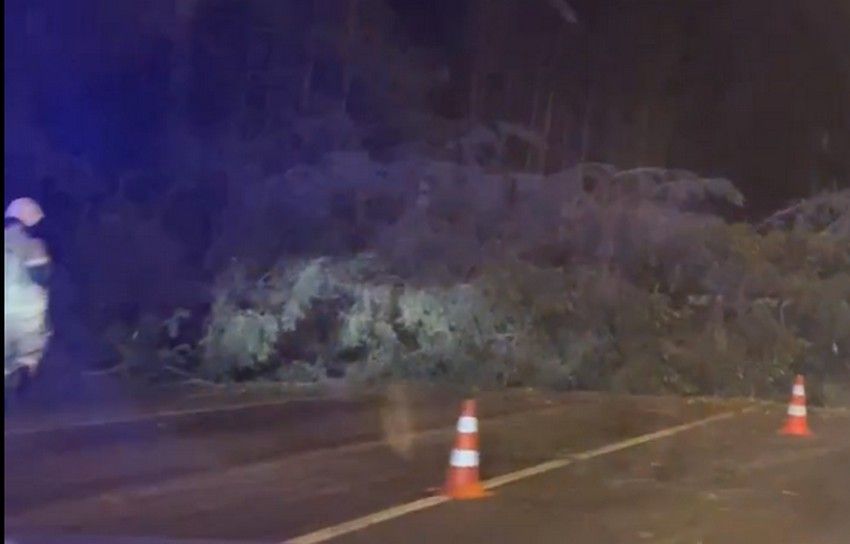 В Петрозаводске дерево упало на дорогу и перекрыло проезд