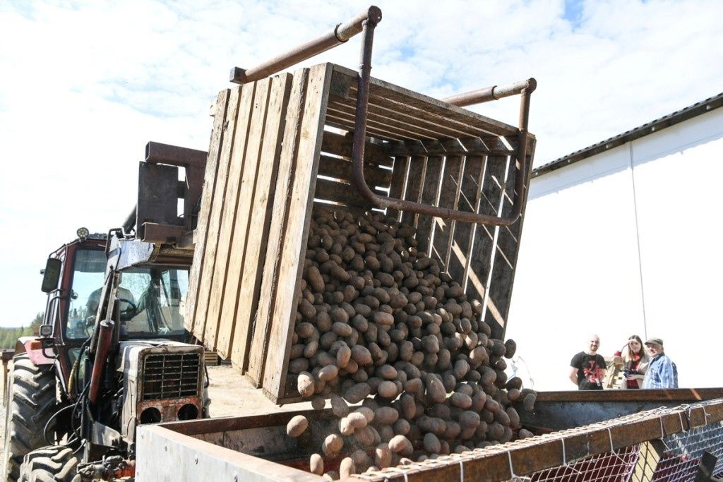 Более трех тысяч тонн картофеля собрали в Карелии