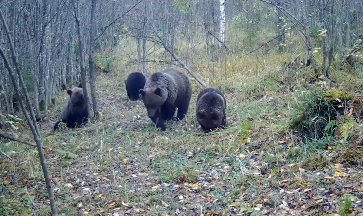 Медведица, разнимающая дерущихся медвежат, попала в видеоловушку в Карелии