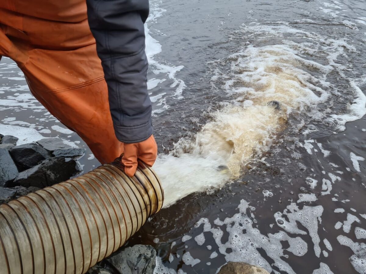Восемь тысяч мальков лосося отправились в реку Шуя