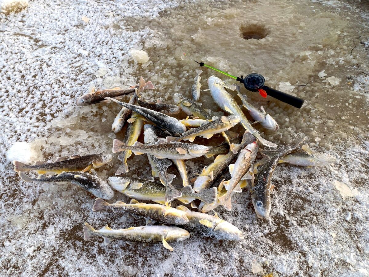 Беломорские рыбаки открыли сезон ловли наваги