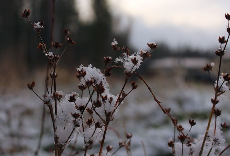 Небольшой снег и гололедицу обещают в Карелии. Прогноз погоды на 21 ноября