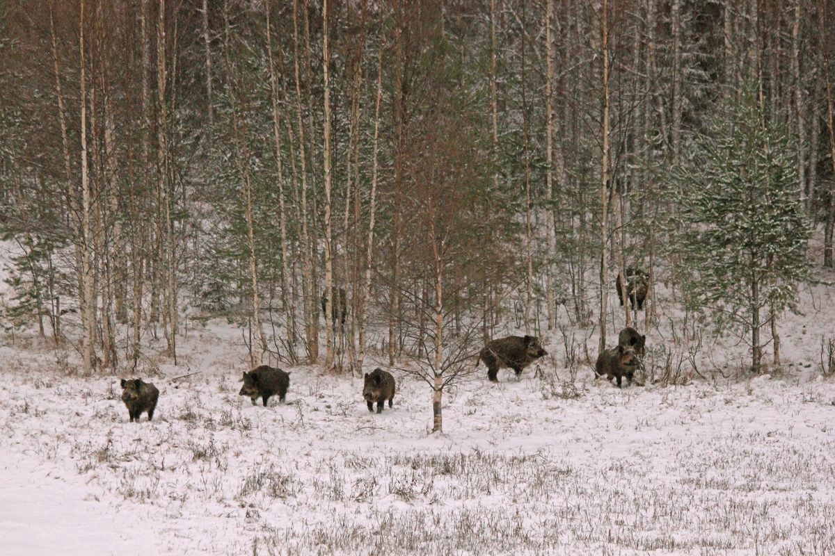 В Лахденпохском районе охотники добыли 129 кабанов