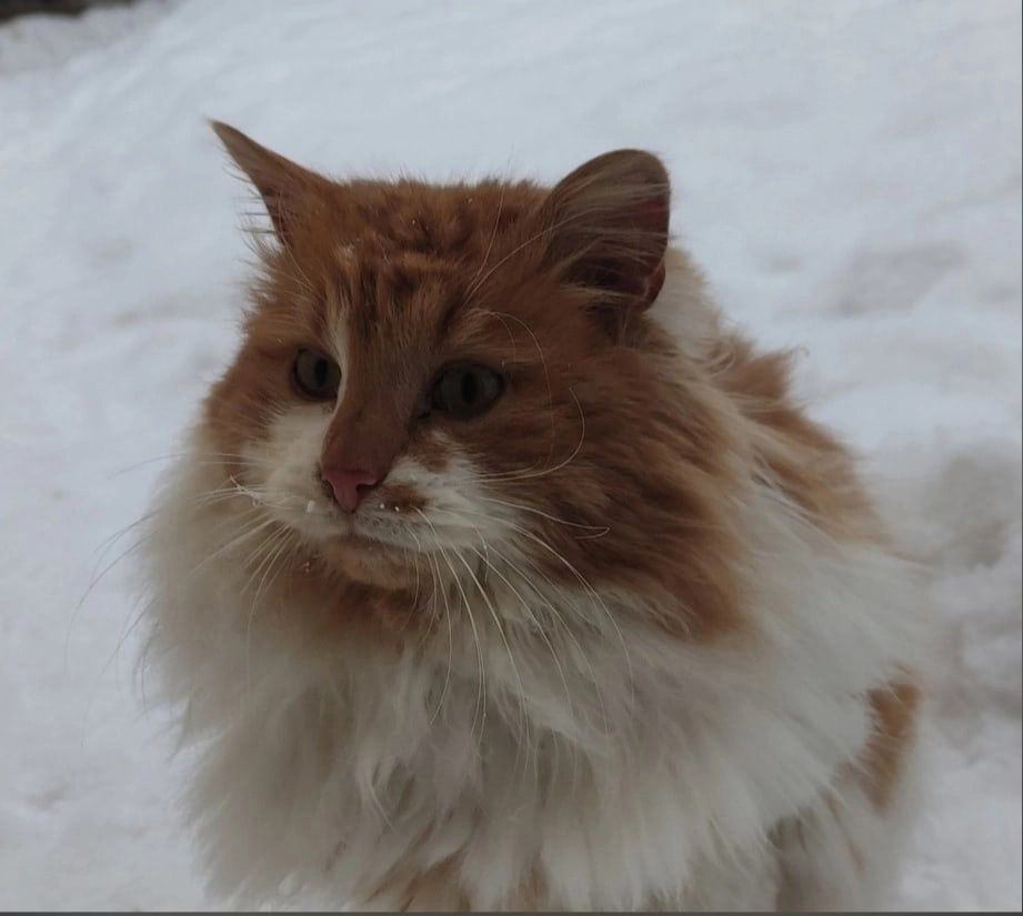 В Петрозаводске пройдет выставка-раздача «Теплые коты»