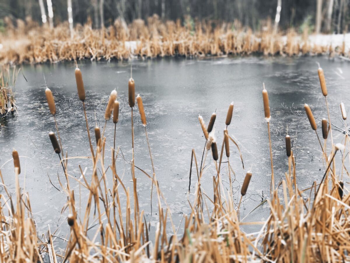 Плюсы и минусы 17 ноября. Прогноз погоды в Карелии