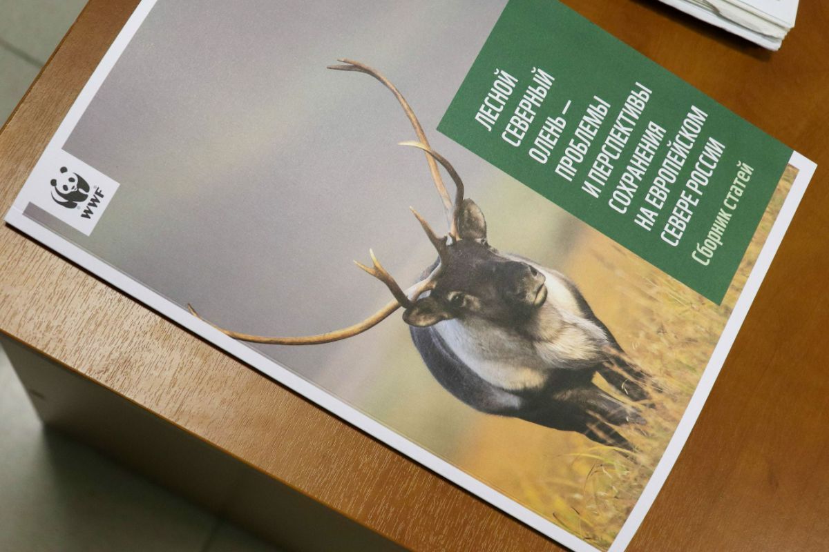 Для сохранения северного оленя в Карелии хотят создать заказник «Калевальский»