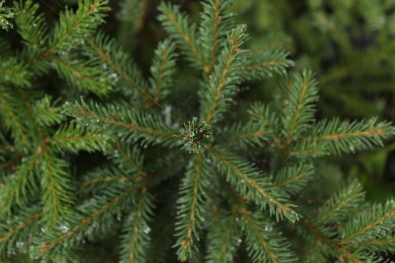 В Петрозаводск идёт потепление В Петрозаводск идёт потепление