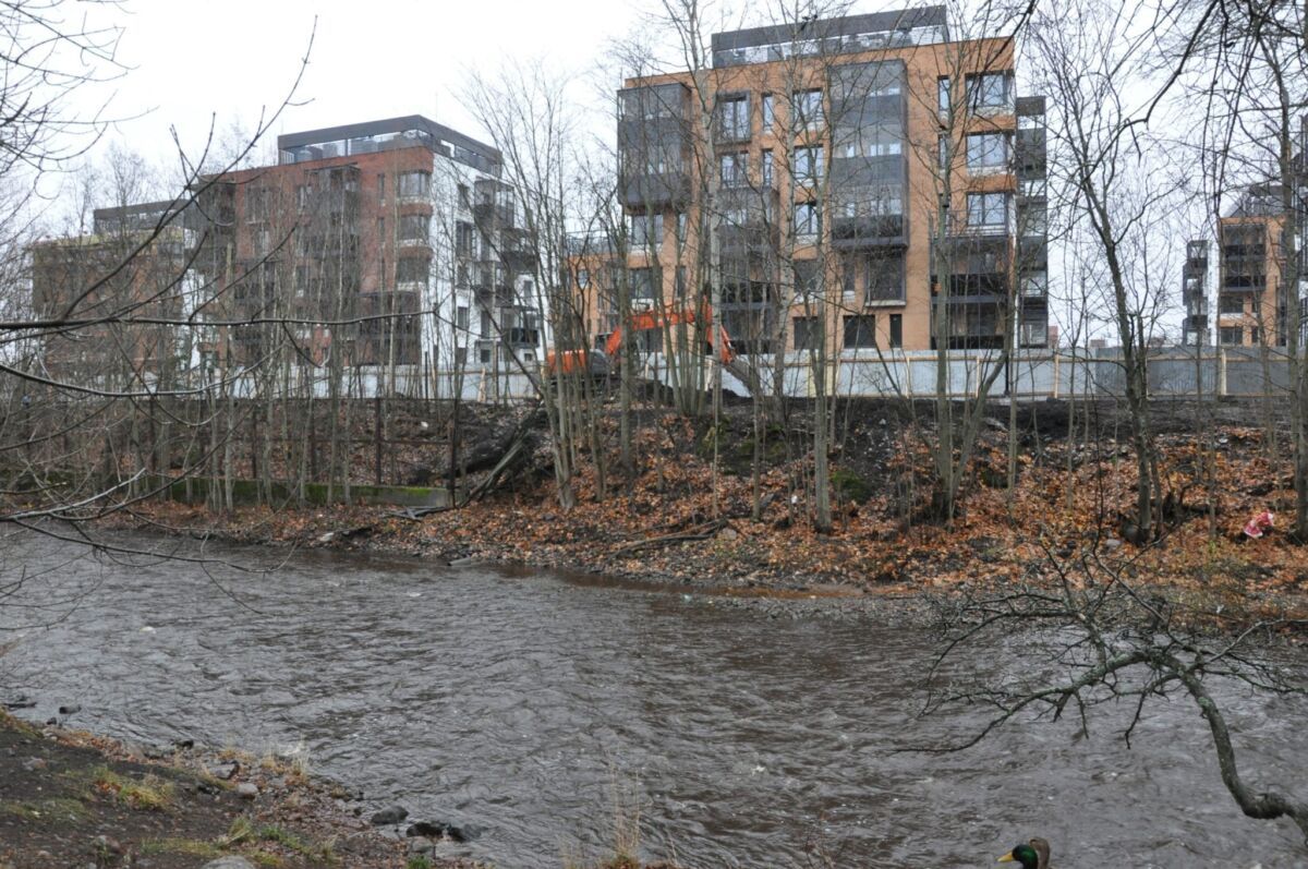 Петрозаводские чиновники прокомментировали рубку деревьев в парке «Ямка»