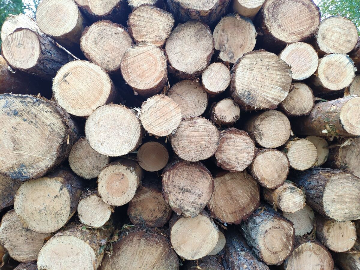 В Карелии незаконно срубили 99 деревьев на миллион рублей