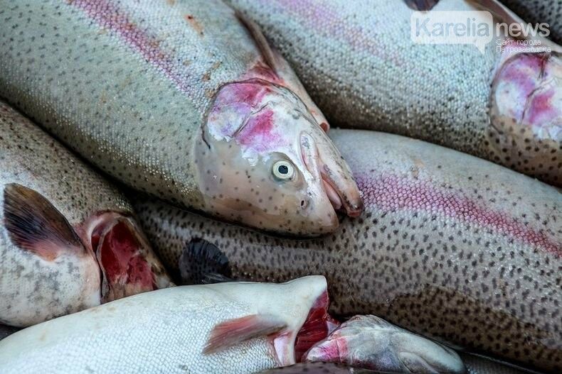 Неудачливые карельские рыбаки пытались сачком поймать форель из садков форелеводов