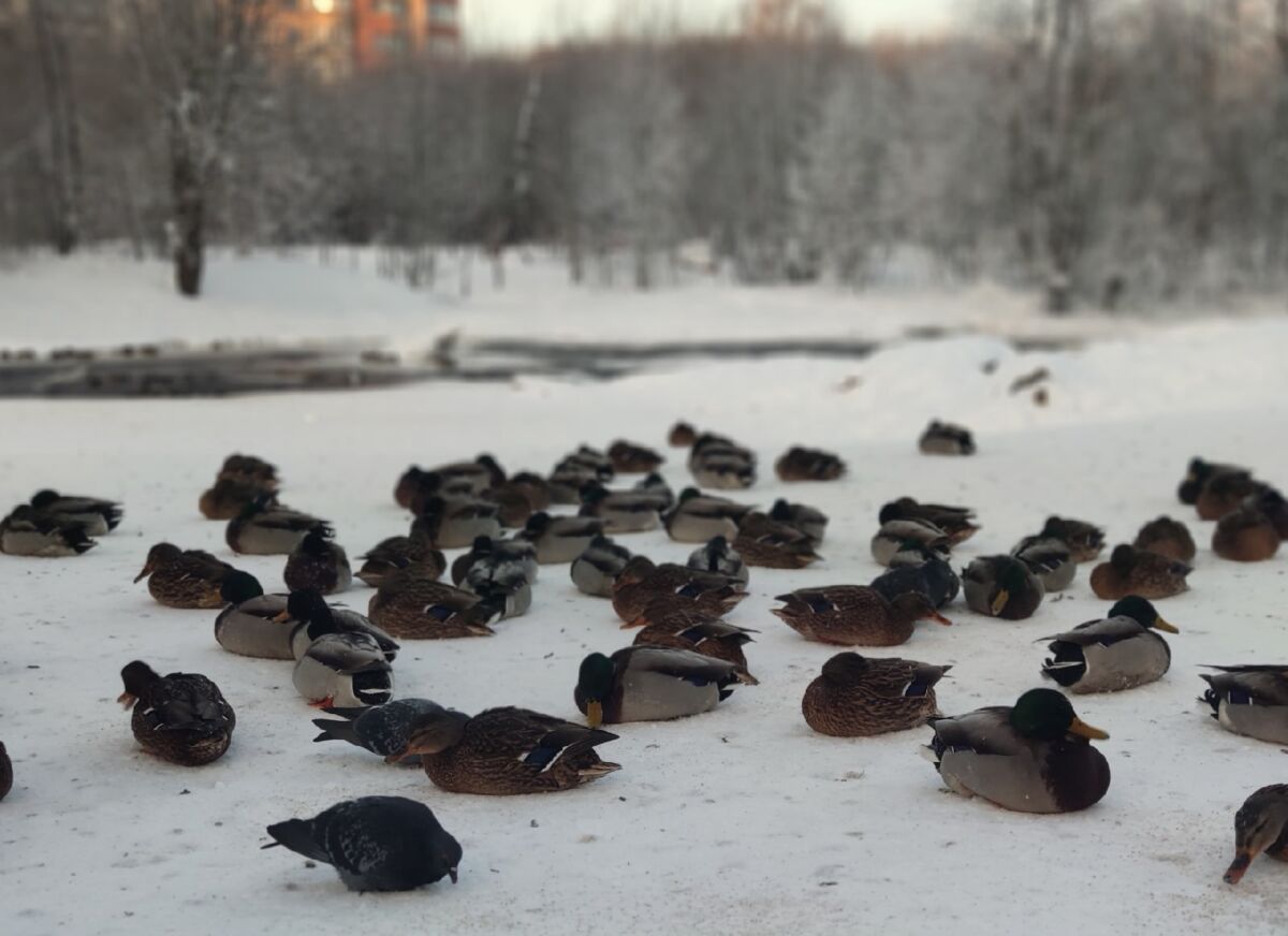 Местами до минус 17. Прогноз погоды в Карелии на 26 декабря