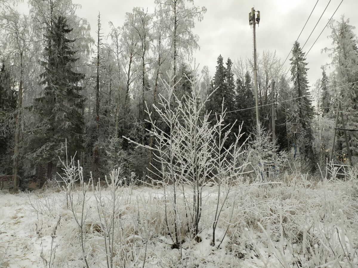 Ночью в Карелии местами до -16°С. Прогноз погоды на 11 декабря