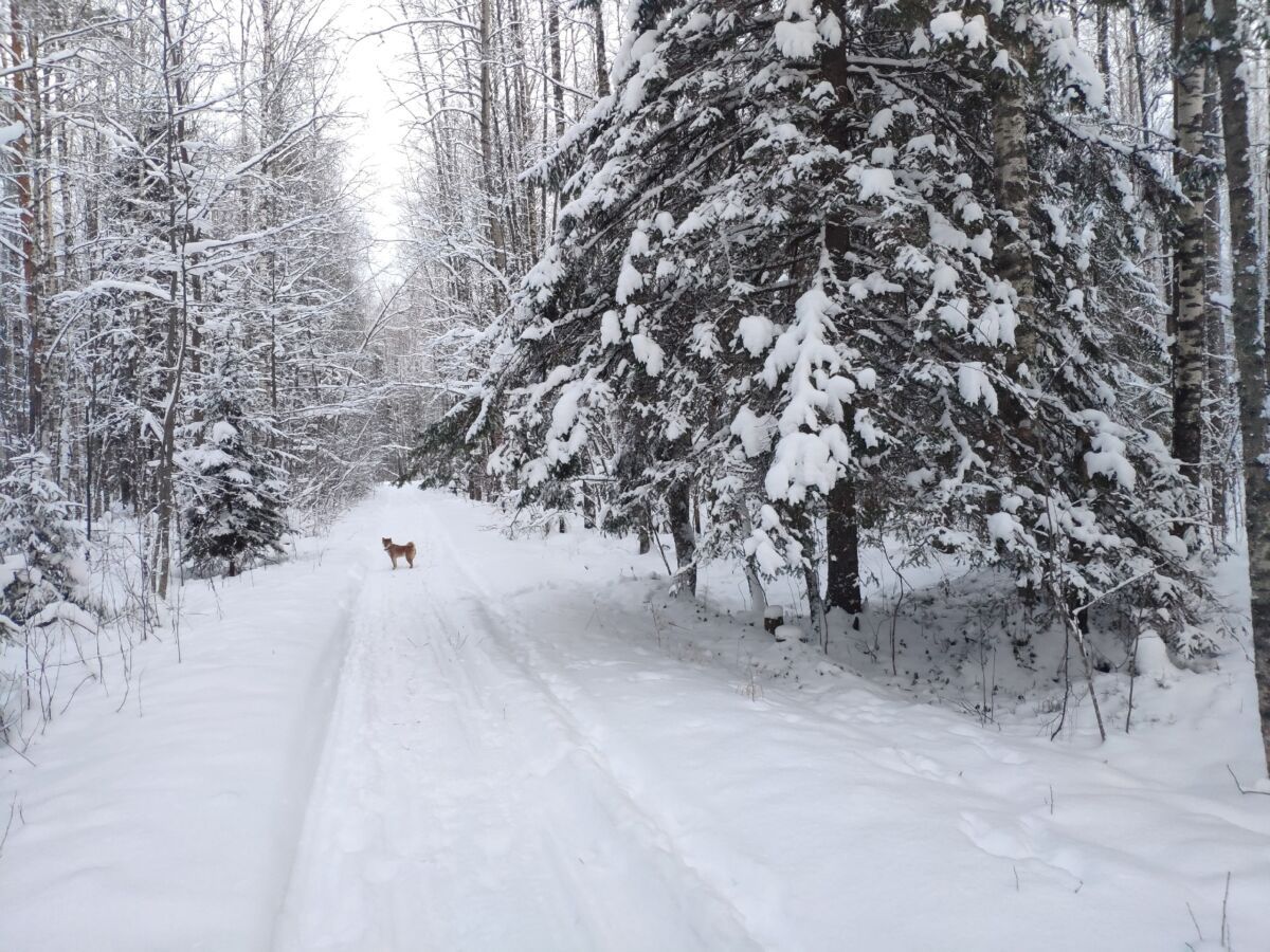 И снова снег. Прогноз погоды в Карелии на 15 декабря