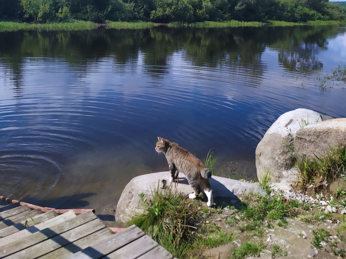 Петербургское издание «Фонтанка» рассказало о карельских бобтейлах
