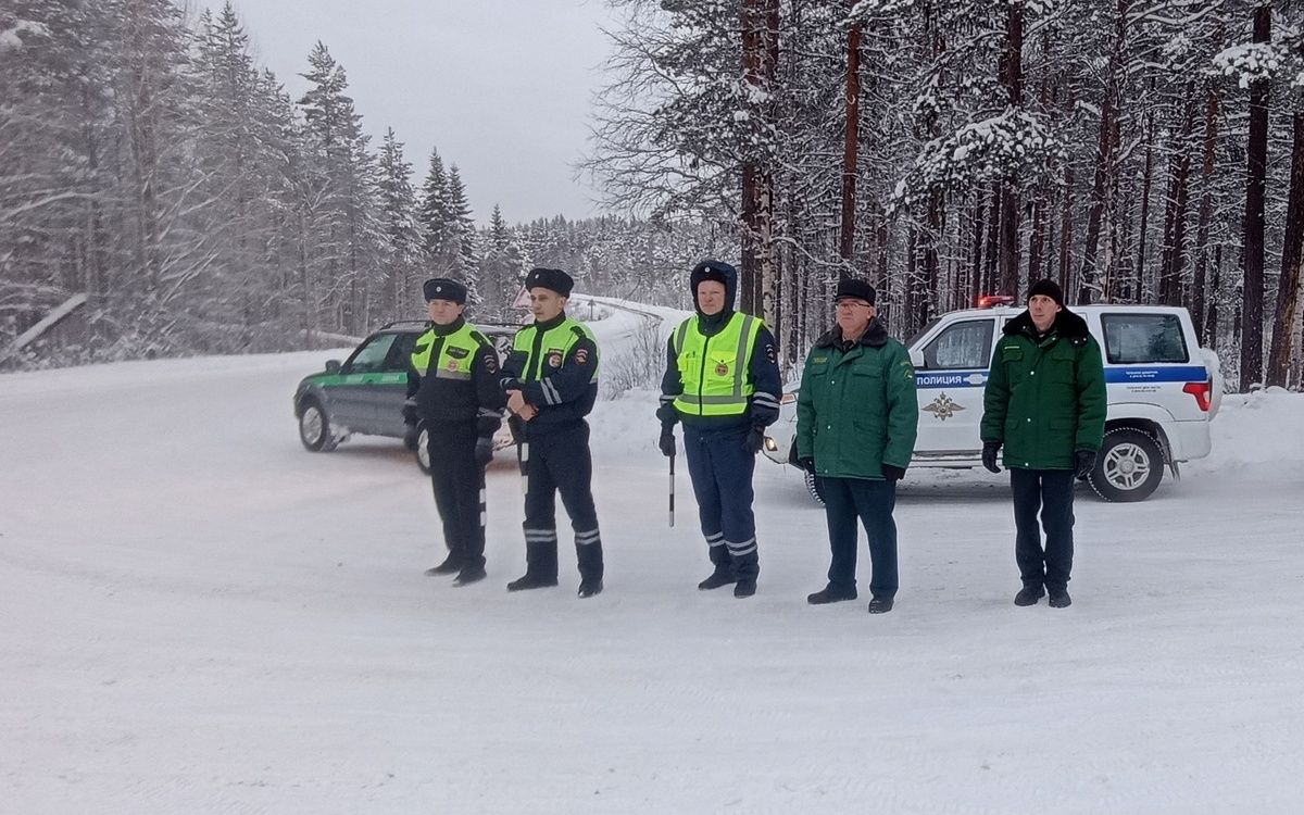 В Карелии патрулируют леса, чтобы пресечь незаконную рубку новогодних елей