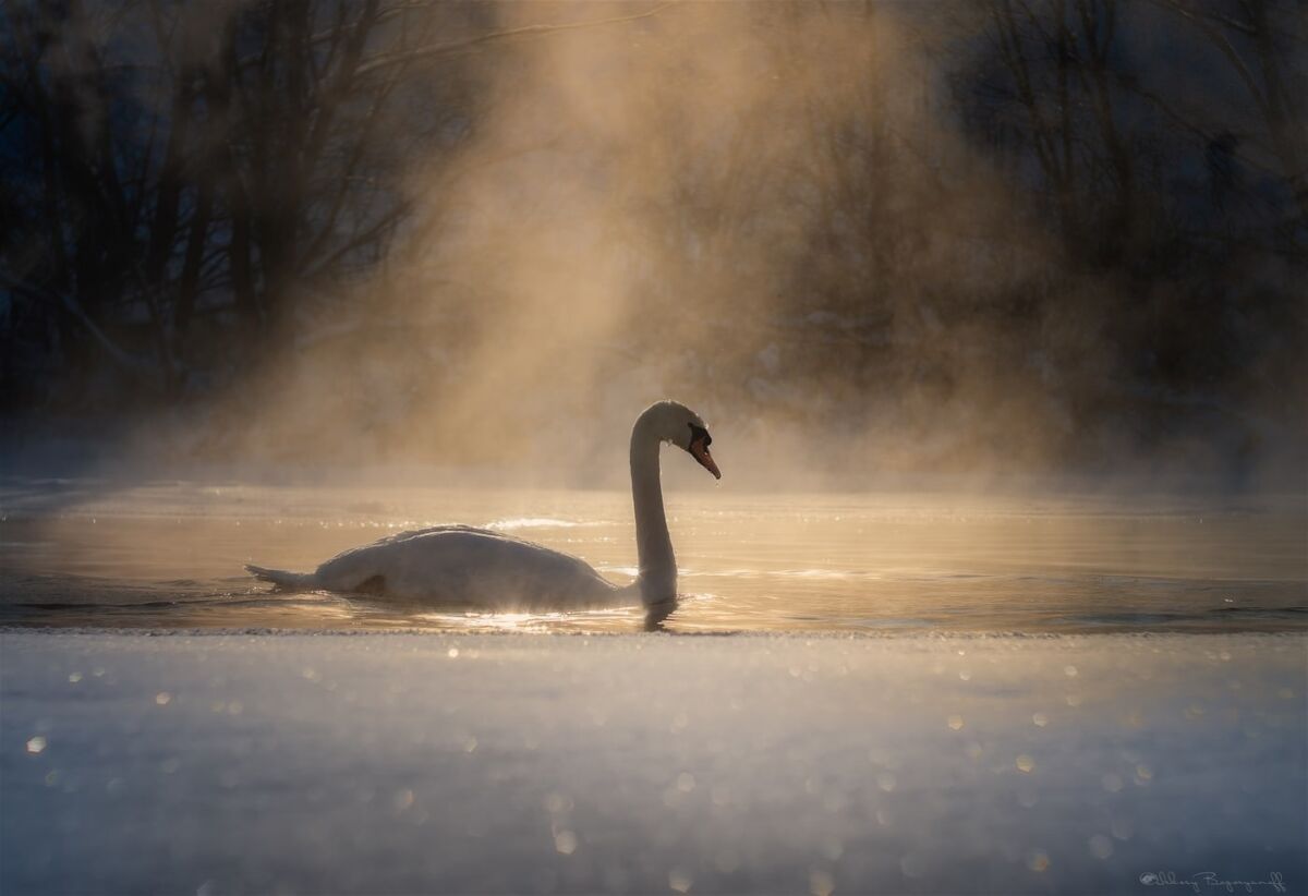 В Пудожском районе спасают замерзающего лебедя
