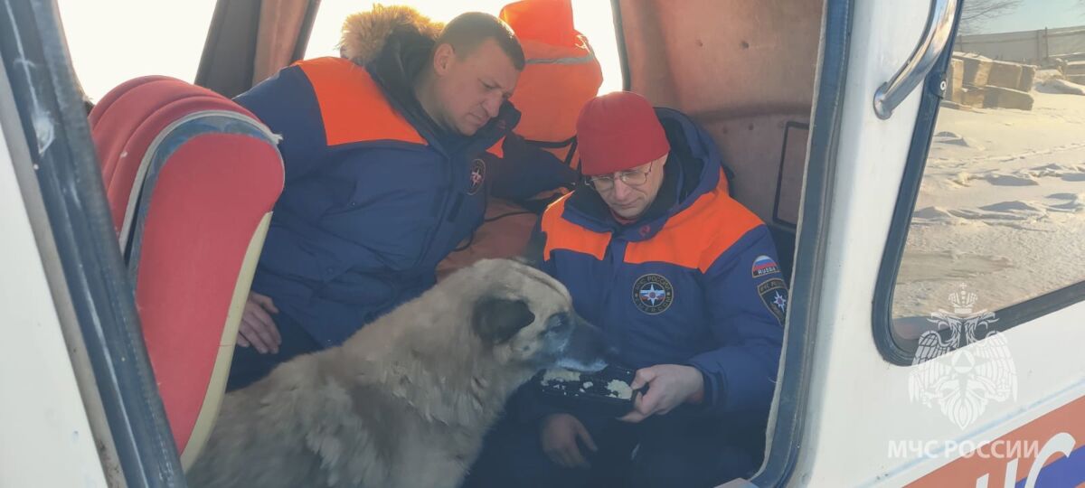 Вмерзшего в лед пса удалось спасти – ему ищут хозяев