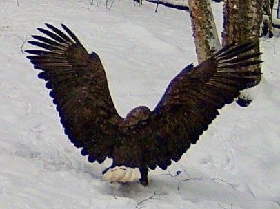 Орлана-белохвоста удалось увидеть вблизи жительнице Карелии