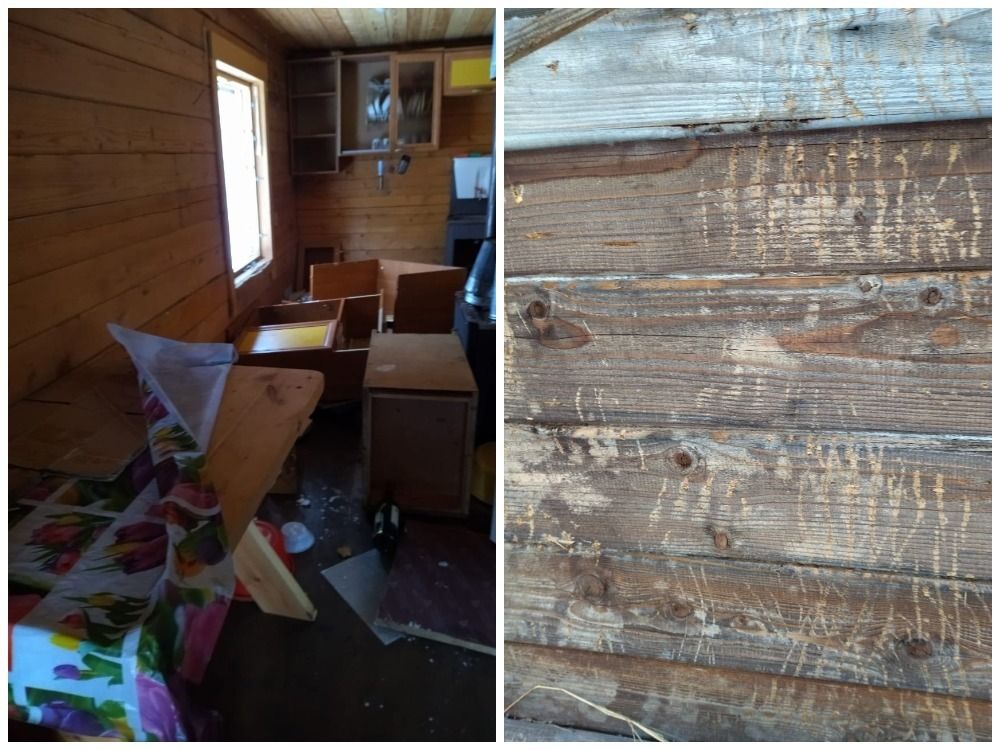 Медведь пробрался на территорию нацпарка в Карелии и устроил погром