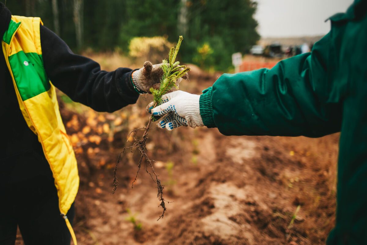 Предновогодние вырубки елок экологи предлагают компенсировать