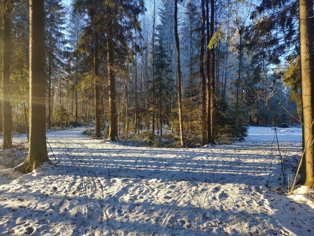 Местами до минус 14. Прогноз погоды в Карелии на 4 декабря