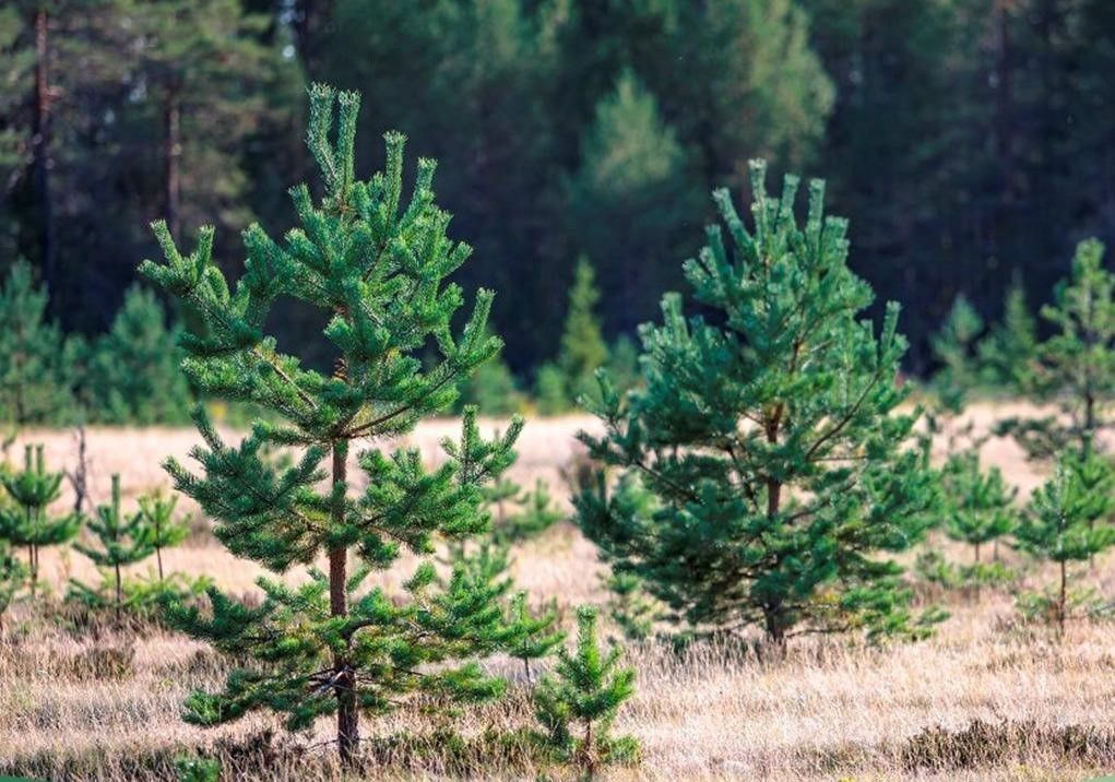 Баланс рубок и лесовосстановления в Карелии близок к 100%