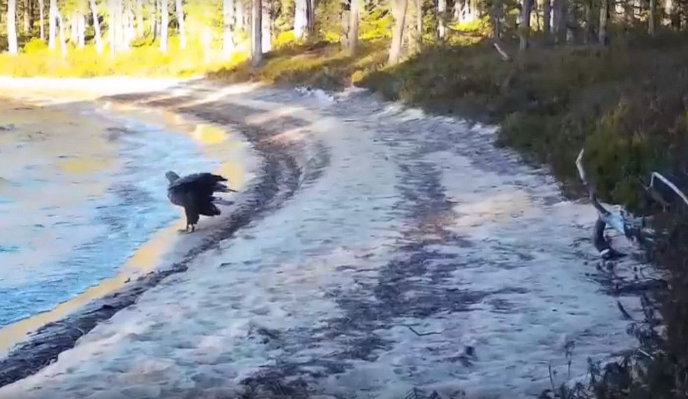 В карельском заповеднике сняли задумчивого орлана-белохвоста на берегу озера