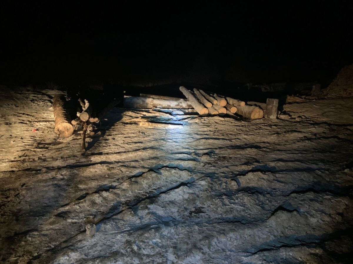 Рабочего в Прионежском районе придавило бревнами