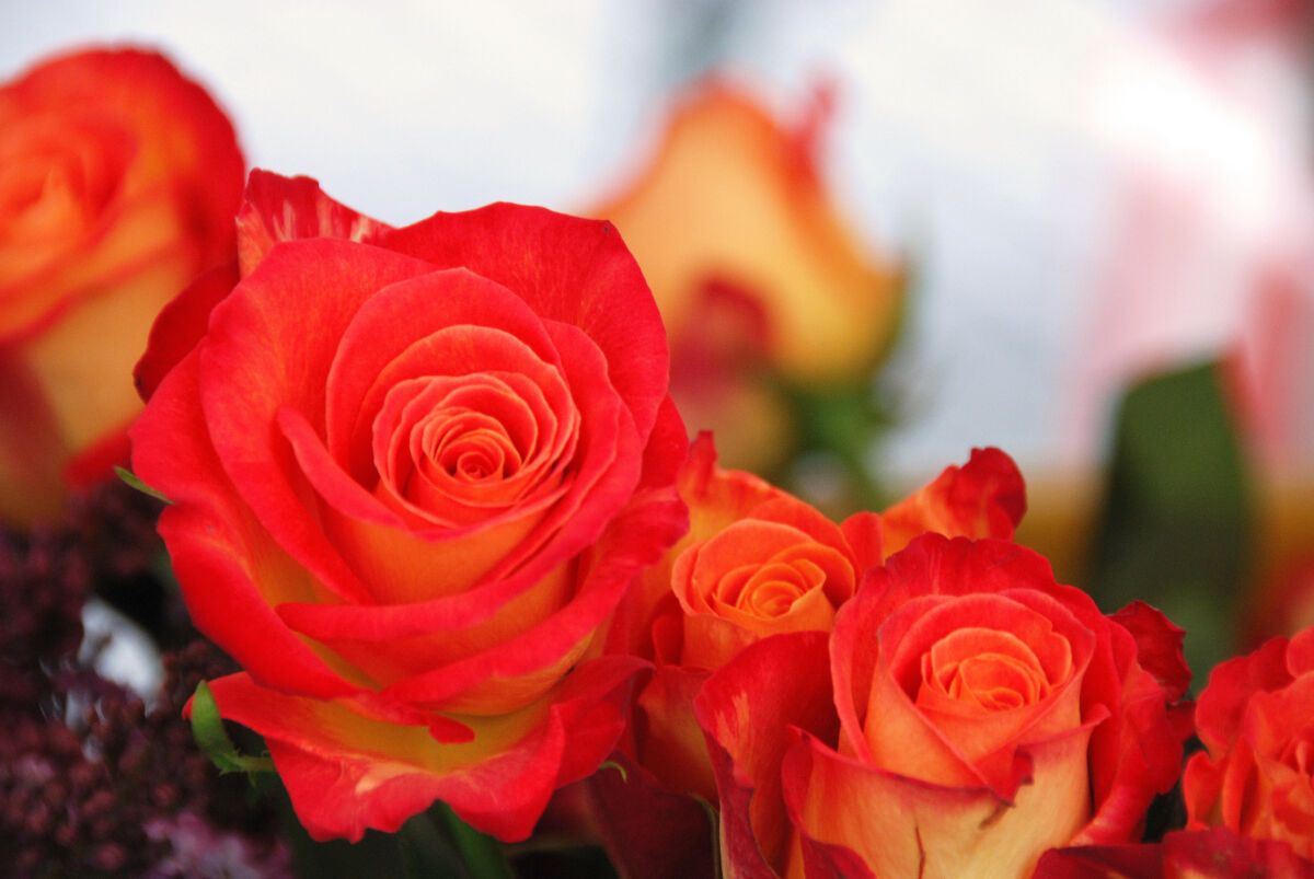 Жители Петрозаводска получили возможность заказать букет и доставить его в любую точку России