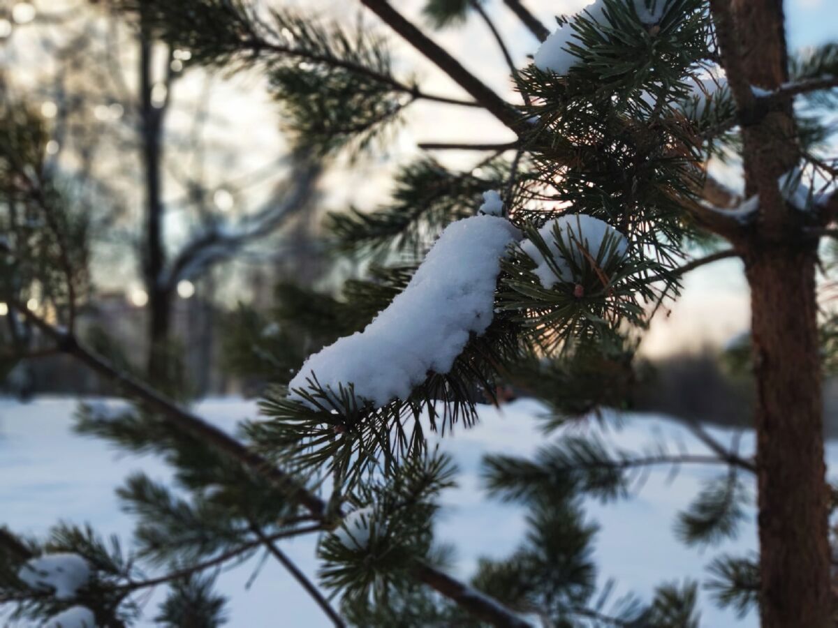 Местами в Карелии будет до -15°C. Прогноз погоды на 13 декабря