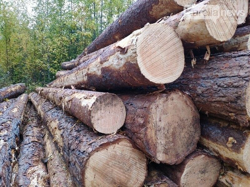 Шандалович: «Наш лес должен использоваться рачительно»
