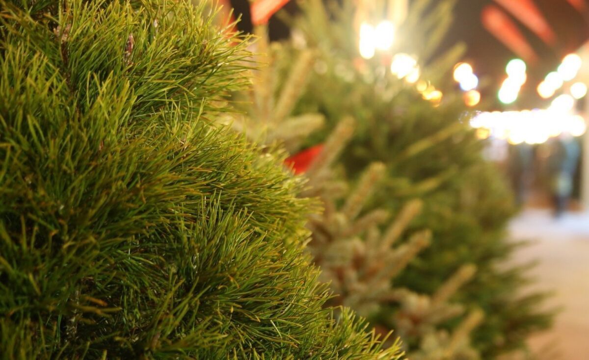 Осыпающиеся живые ели можно сдать в переработку в Петрозаводске