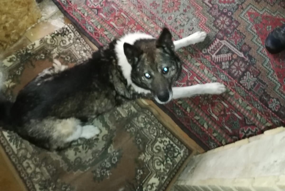 Глава карельского поселка, которого подозревают в убийстве собаки, рассказал свою версию