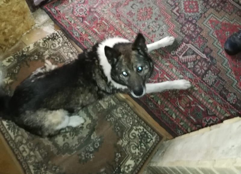 Главу поселения в Карелии местные жители подозревают в убийстве собаки