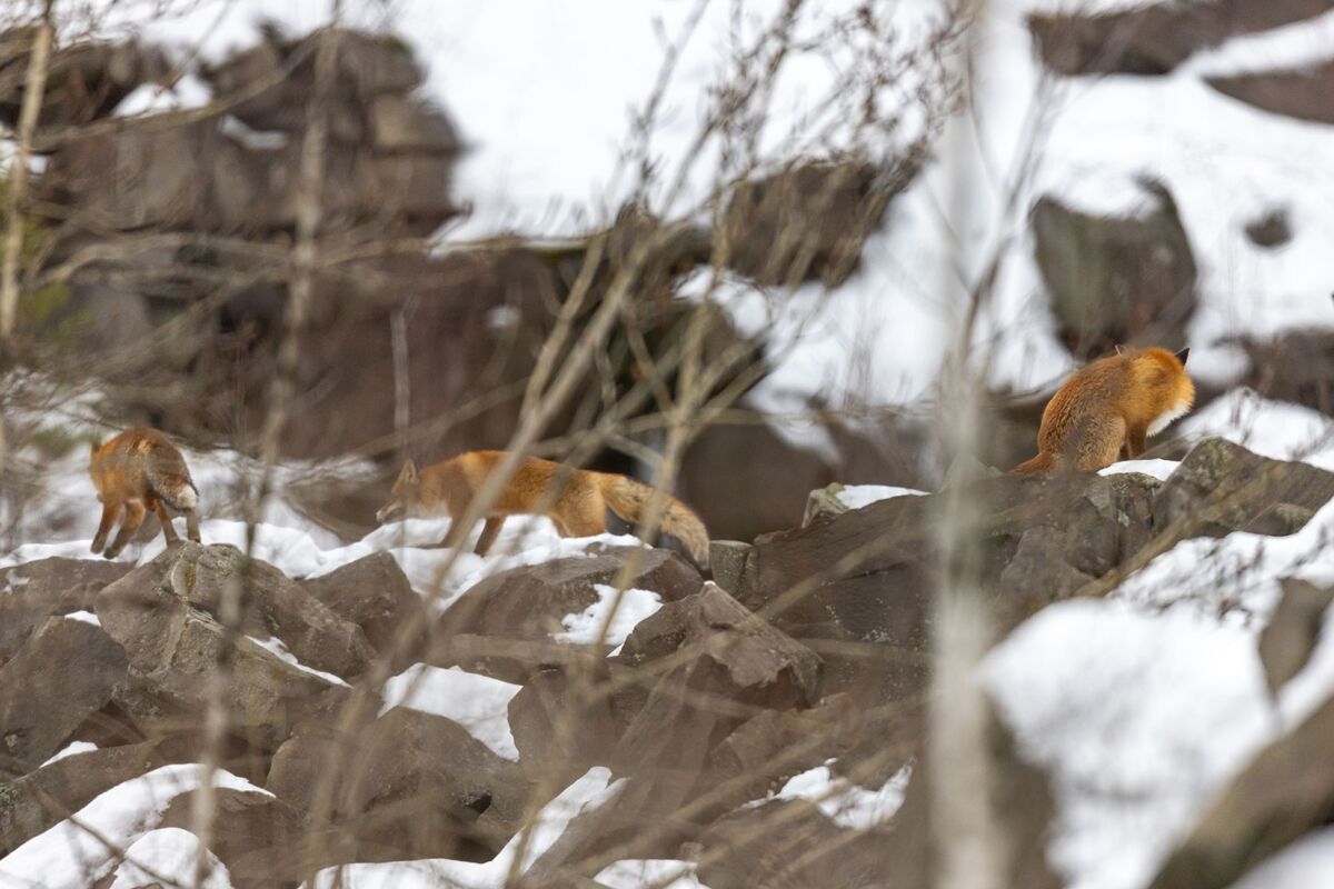 Лисы в Петрозаводске готовятся к свадьбе