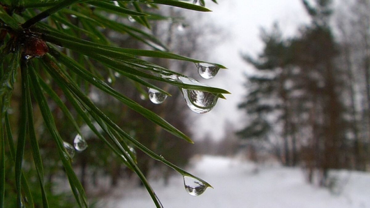 Последний день января в Карелии будет теплым. Прогноз погоды на 31 января